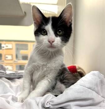 KAREN -  Domestic Short Hair Cat for Adoption in Riverside, California - KAREN | PetCurious