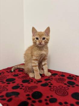 Spaghetti -  Domestic Short Hair Cat for Adoption in Saint Paul, Minnesota - Spaghetti | PetCurious