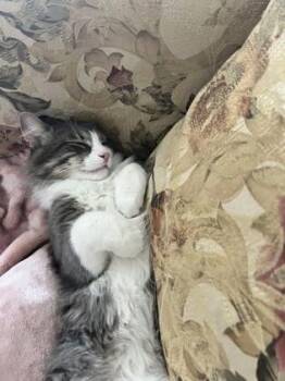 Ollie -  Domestic Long Hair and Domestic Short Hair Cat for Adoption in Morton Grove, Illinois - Ollie | PetCurious