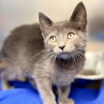 Nimbus -  Domestic Short Hair Cat for Adoption in Jackson Township, New Jersey - Nimbus | PetCurious