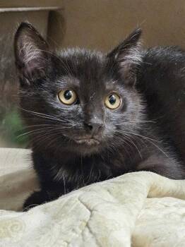 CARNITA -  Domestic Short Hair Cat for Adoption in Clyde, North Carolina - CARNITA | PetCurious