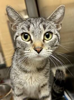 Rescue Domestic Short Hair Cats for Adoption in Wichita, Kansas - Aimee | PetCurious