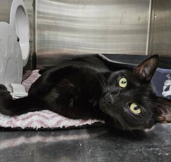 Donny and Mongo -  Domestic Short Hair Cat for Adoption in Webster, Massachusetts - Donny And Mongo | PetCurious