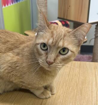 Domestic Short Hair Cats Available for Adoption in Houston, Texas - Ginger  | PetCurious
