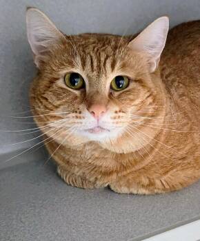 Domestic Short Hair Cats Available for Adoption in Bloomington, Indiana - Dewey | PetCurious