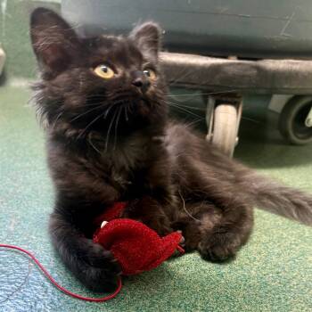 Mako -  Domestic Medium Hair Cat for Adoption in New Fairfield, Connecticut - Mako | PetCurious