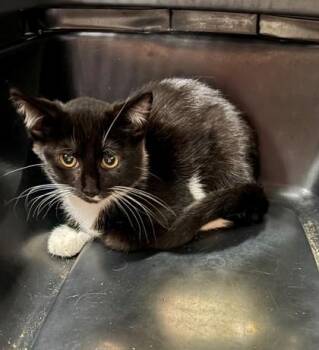 Lakey -  Domestic Short Hair Cat for Adoption in Baraboo, Wisconsin - Lakey | PetCurious