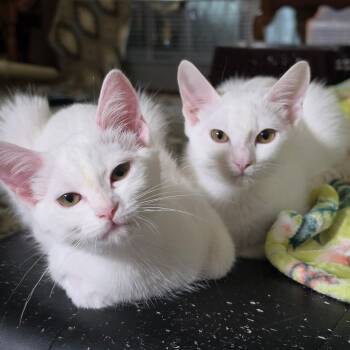 Sophia & Aurora -  Domestic Short Hair Cat for Adoption in Sacramento, California - Sophia & Aurora | PetCurious