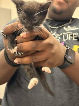 Planeta -  Domestic Short Hair Cat for Adoption in Memphis, Tennessee - Planeta | PetCurious