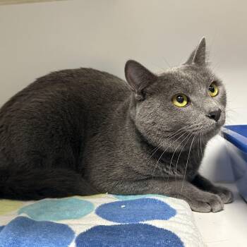 Kohl -  Domestic Short Hair Cat for Adoption in Clifton, New Jersey - Kohl | PetCurious