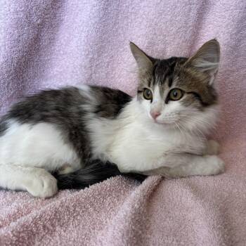Rescue Domestic Medium Hair Cats for Adoption in Tucson, Arizona - Ziggy | PetCurious