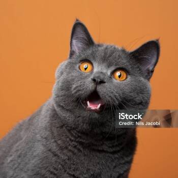 Dill -  Domestic Short Hair Cat for Adoption in Tulsa, Oklahoma - Dill | PetCurious