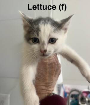 Domestic Short Hair Cats Available for Adoption in Saugerties, New York - Lettuce | PetCurious