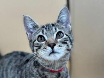 Crayon -  Domestic Short Hair Cat for Adoption in Portland, Oregon - Crayon | PetCurious