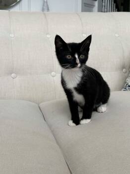 Sven -  Domestic Short Hair Cat for Adoption in Wading River, New York - Sven | PetCurious