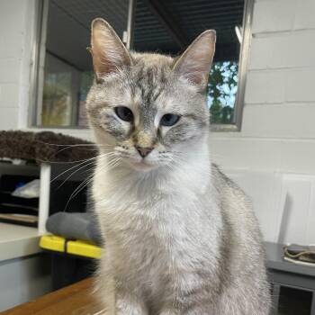 Fifi -  Siamese Cat for Adoption in Houston, Texas - Fifi | PetCurious