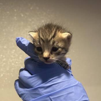 Savannah* -  Domestic Short Hair Cat for Adoption in San Gabriel, California - Savannah* | PetCurious