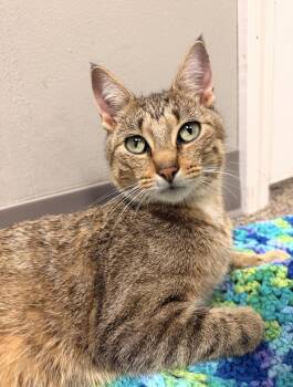 Domestic Short Hair and Tabby Cats Available for Adoption - Jewel | PetCurious