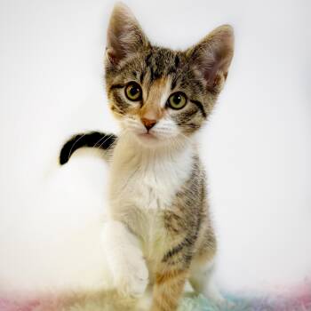 Poblano (In Foster) -  Domestic Short Hair Cat for Adoption in Watertown, Wisconsin - Poblano (In Foster) | PetCurious