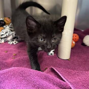 Bolo -  Domestic Short Hair Cat for Adoption in Walnut Creek, California - Bolo | PetCurious