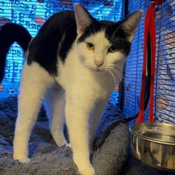 Diane -  Domestic Short Hair Cat for Adoption in Hanna City, Illinois - Diane | PetCurious