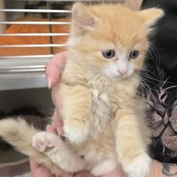 Hops -  Domestic Long Hair Cat for Adoption in Durango, Colorado - Hops | PetCurious