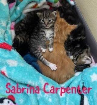 Sabrina Carpenter -  Domestic Short Hair and Tabby Cat for Adoption in Ruskin, Florida - Sabrina Carpenter | PetCurious