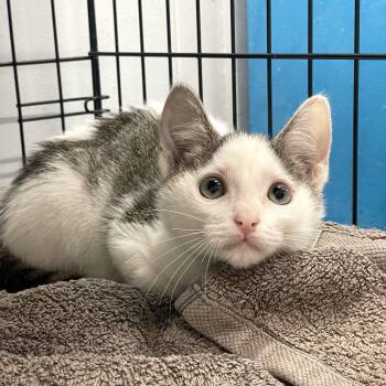 Domestic Short Hair Cats Available for Adoption in Plano, Texas - Kiki | PetCurious