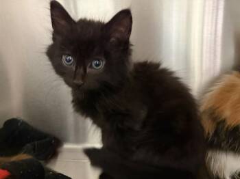 HEIHEI -  Domestic Short Hair Cat for Adoption in Auburn, California - HEIHEI | PetCurious