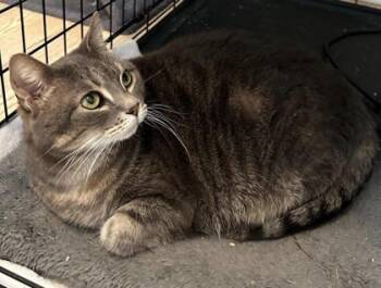 Rescue Domestic Short Hair Cats for Adoption in Metairie, Louisiana - Ollie | PetCurious