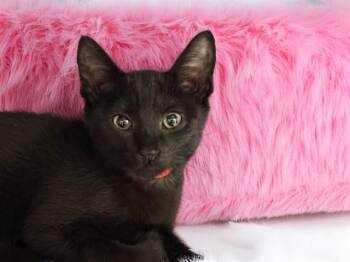 KUROMI -  Domestic Short Hair Cat for Adoption in Fort Lauderdale, Florida - KUROMI | PetCurious