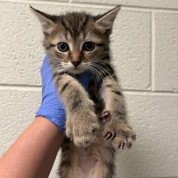 Belle -  Domestic Short Hair Cat for Adoption in Charlottesville, Virginia - Belle | PetCurious