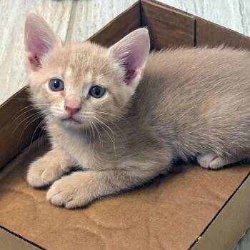 Mini Cooper 18 -  Domestic Short Hair Cat for Adoption in Austin, Texas - Mini Cooper 18 | PetCurious