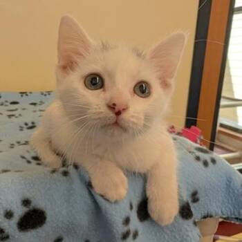 Barney -  Domestic Short Hair Cat for Adoption in Rochester, Minnesota - Barney | PetCurious