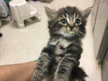 Domestic Long Hair Cats Available for Adoption in Riverside, California - TARTAR | PetCurious