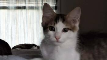 Micah -  Domestic Medium Hair Cat for Adoption in Topeka, Kansas - Micah | PetCurious