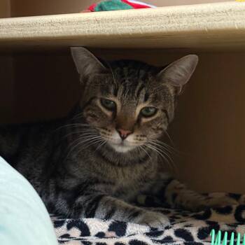 Hercules -  Domestic Short Hair Cat for Adoption in Flagstaff, Arizona - Hercules | PetCurious