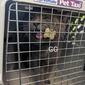 Pacino -  Domestic Short Hair Cat for Adoption in Emporia, Kansas - Pacino | PetCurious