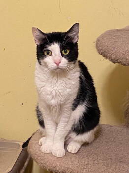 Rescue Domestic Short Hair Cats for Adoption in Escondido, California - Jetson | PetCurious