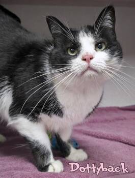 Dottyback -  Domestic Short Hair Cat for Adoption in Mason, Michigan - Dottyback | PetCurious