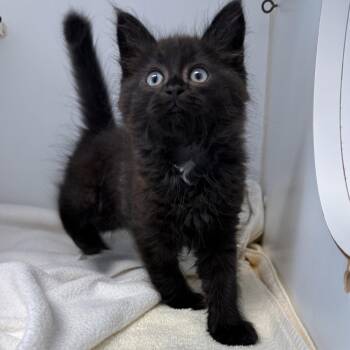 John (bonded w/ Hal) -  Domestic Short Hair Cat for Adoption in Oakland, California - John (bonded W/ Hal) | PetCurious