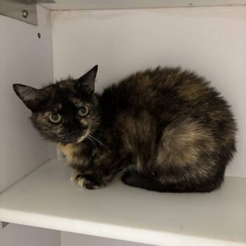 Archipelago -  Domestic Short Hair Cat for Adoption in Kanab, Utah - Archipelago | PetCurious