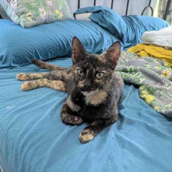 Lucille -  Domestic Short Hair Cat for Adoption in Houston, Texas - Lucille | PetCurious