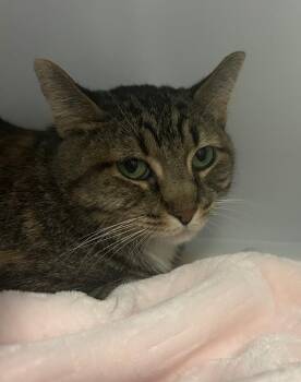 Polly Pocket -  Domestic Short Hair Cat for Adoption in Youngtown, Arizona - Polly Pocket | PetCurious