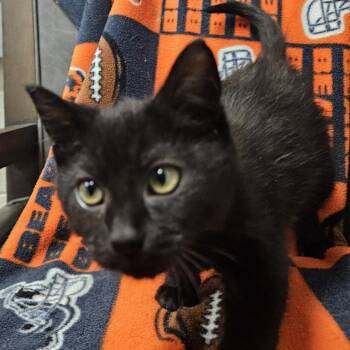 Mila Moon -  Domestic Short Hair Cat for Adoption in Normal, Illinois - Mila Moon | PetCurious