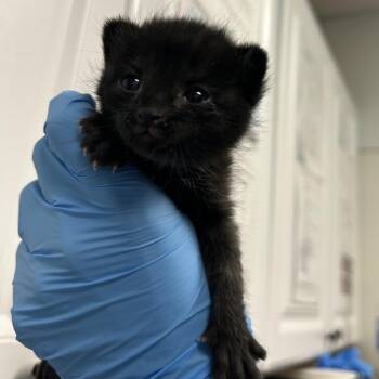 Domestic Short Hair Cats Available for Adoption in Greenville, South Carolina - Yertle | PetCurious