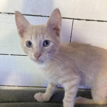 Jeff Dyal-SG -  Domestic Short Hair Cat for Adoption in Tallahassee, Florida - Jeff Dyal-SG | PetCurious