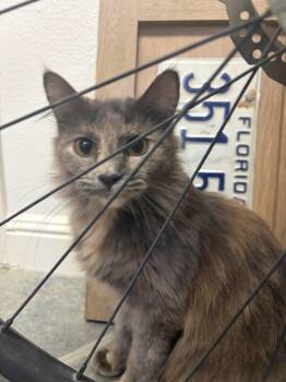 June -  Domestic Long Hair and Domestic Medium Hair Cat for Adoption in Walnut Creek, California - June | PetCurious