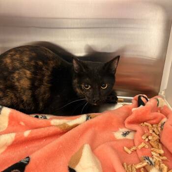 Rescue Domestic Short Hair Cats for Adoption in Clavet, Saskatchewan - Norma Jean | PetCurious