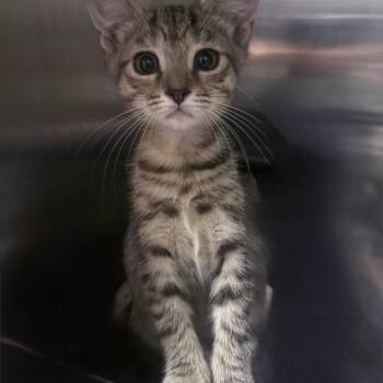 Dixie -  Domestic Short Hair Cat for Adoption in Springfield, Georgia - Dixie | PetCurious